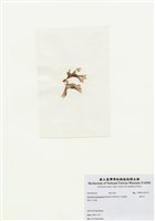 藏品(海木耳)的圖片